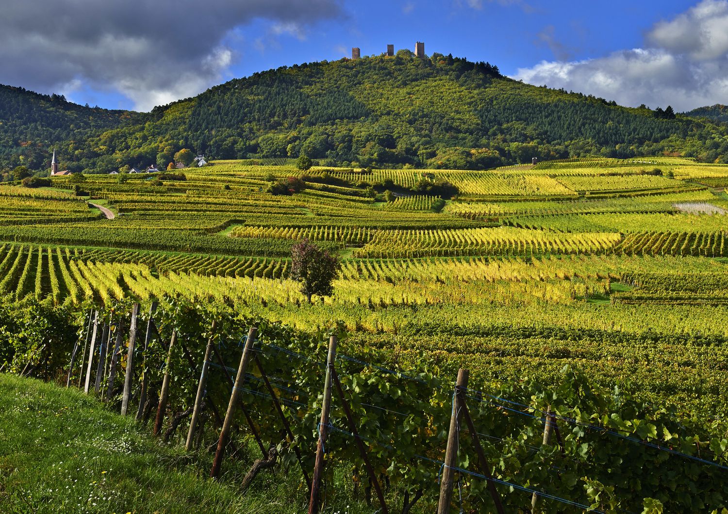 Vigneti in Alsazia