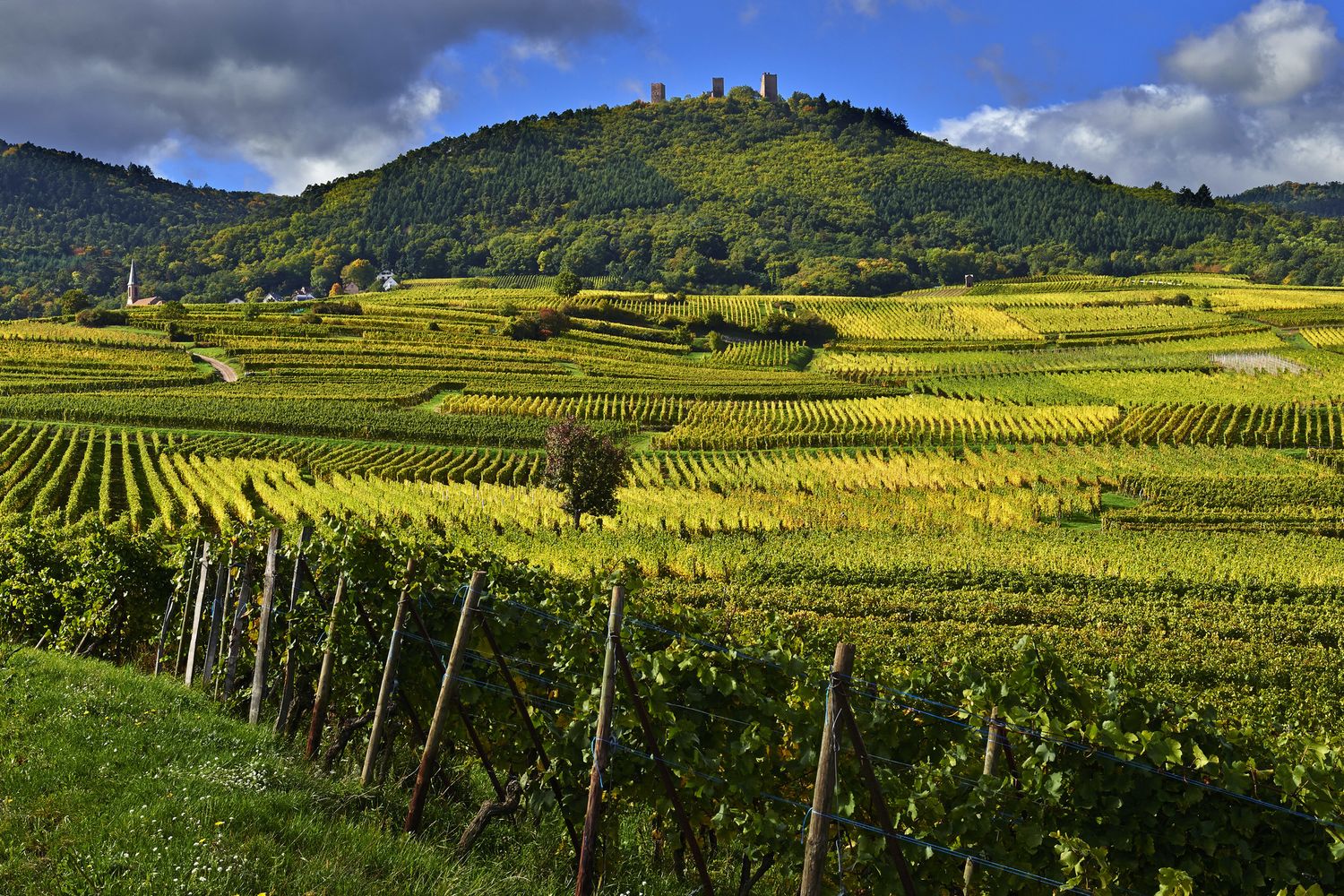 Vigneti in Alsazia