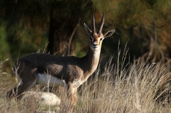 scienza gazzella percorre mongolia 18 mila km 5 anni