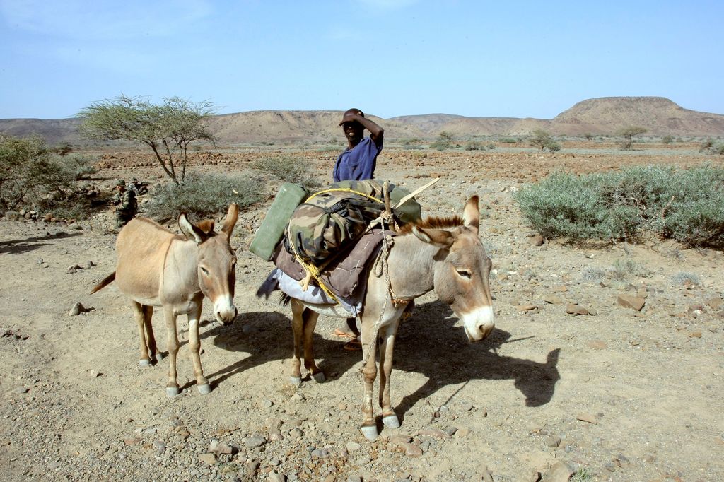Gibuti, un pastore