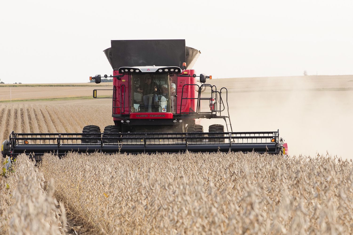 campi coltivati a soia