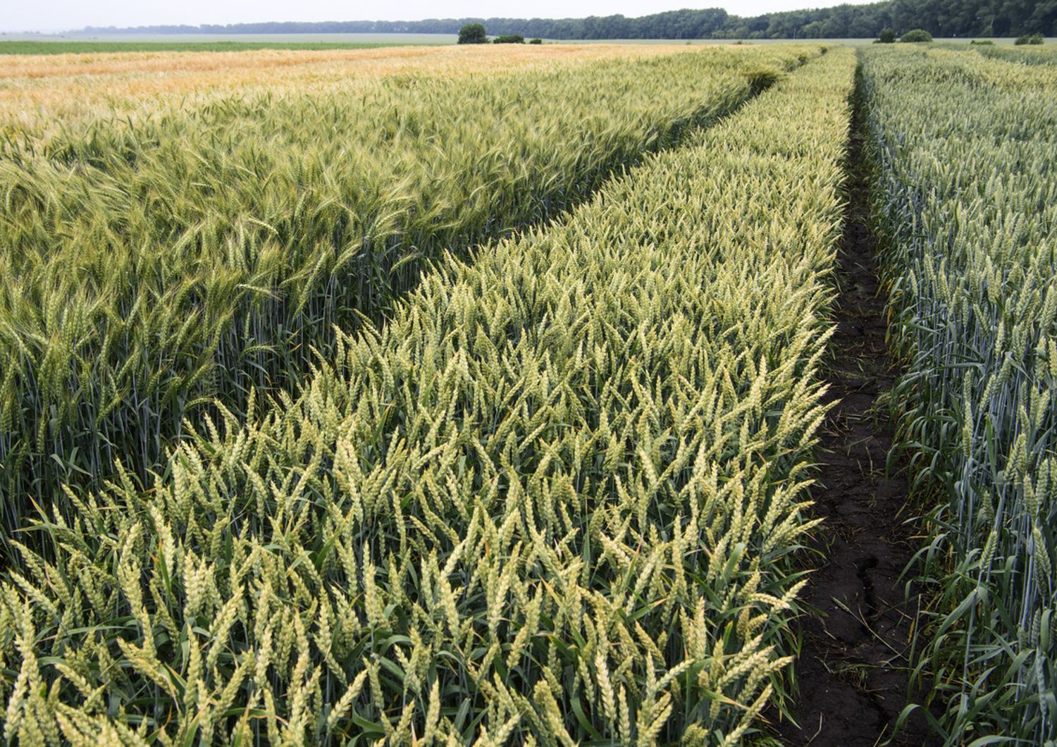 Un campo di grano vicino a Ternopil, in Ucraina