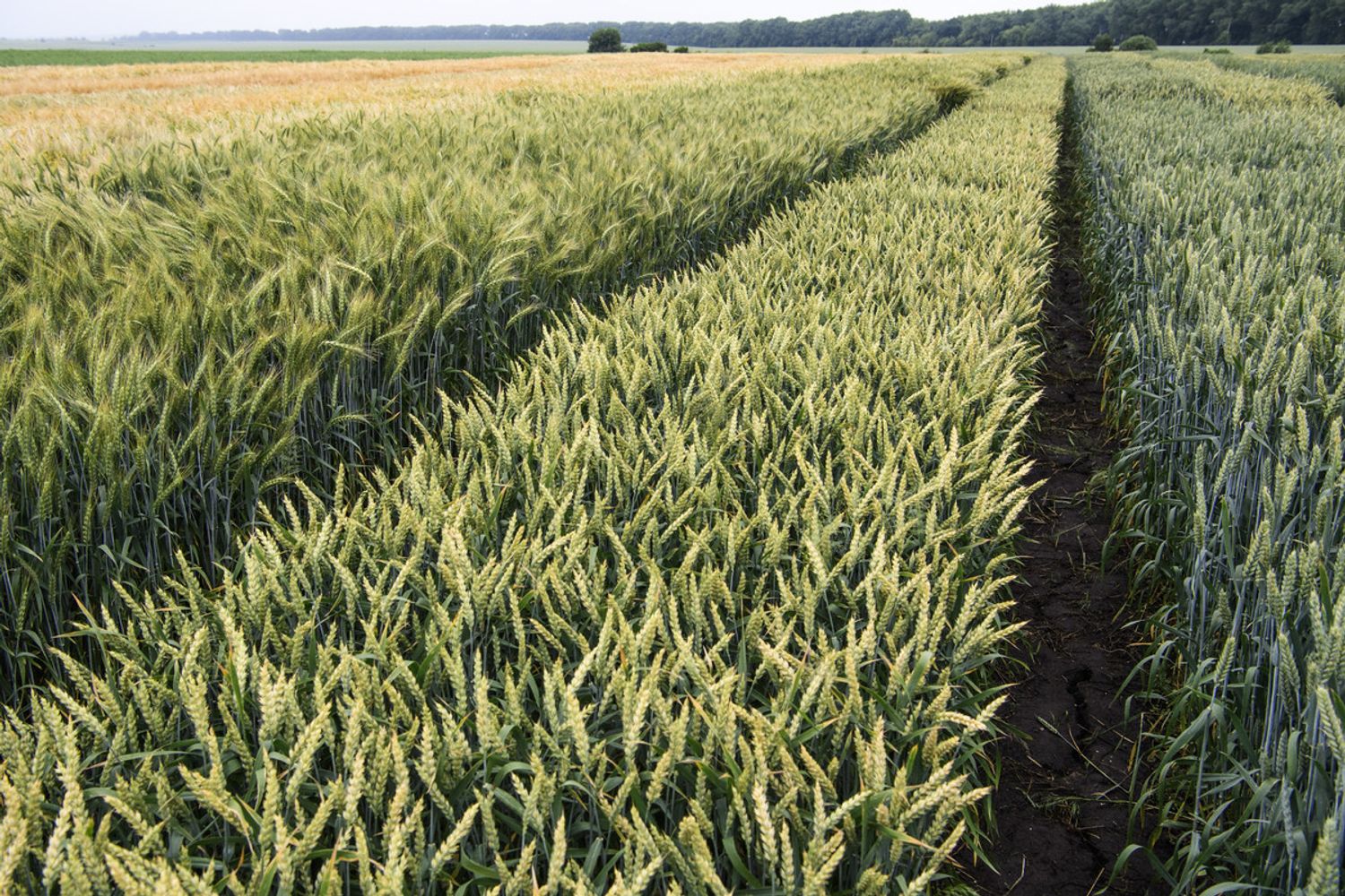 Un campo di grano vicino a Ternopil, in Ucraina