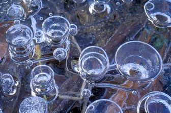 Bolle di metano nel ghiaccio, prodotte dalla decomposizione di organismi sul fondo di uno stagno