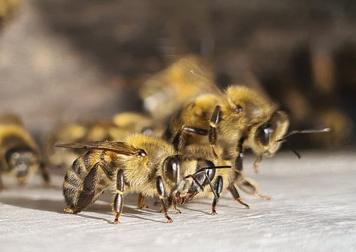 Dalla cera di api una pellicola lavabile per conservare i cibi