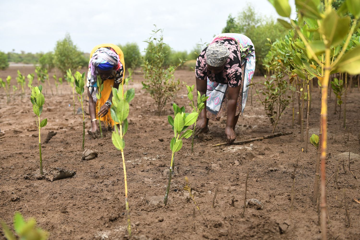 Piantagione di mangrovie, Kenya