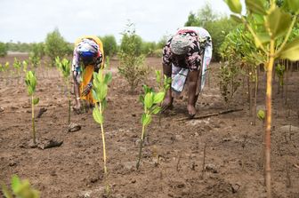Piantagione di mangrovie, Kenya