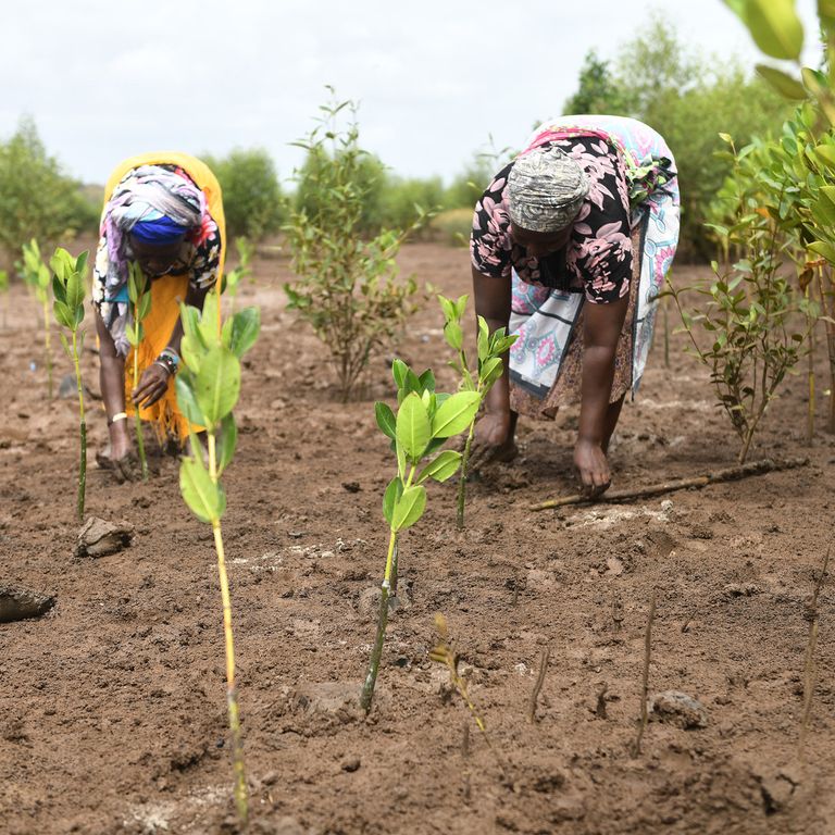 Piantagione di mangrovie, Kenya