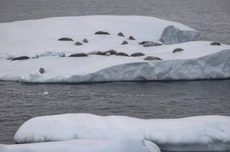 ricerca mai cosi poco ghiaccio antartico