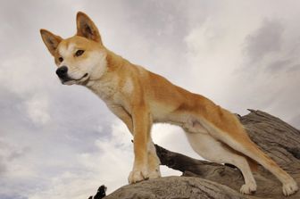 Un dingo&nbsp;