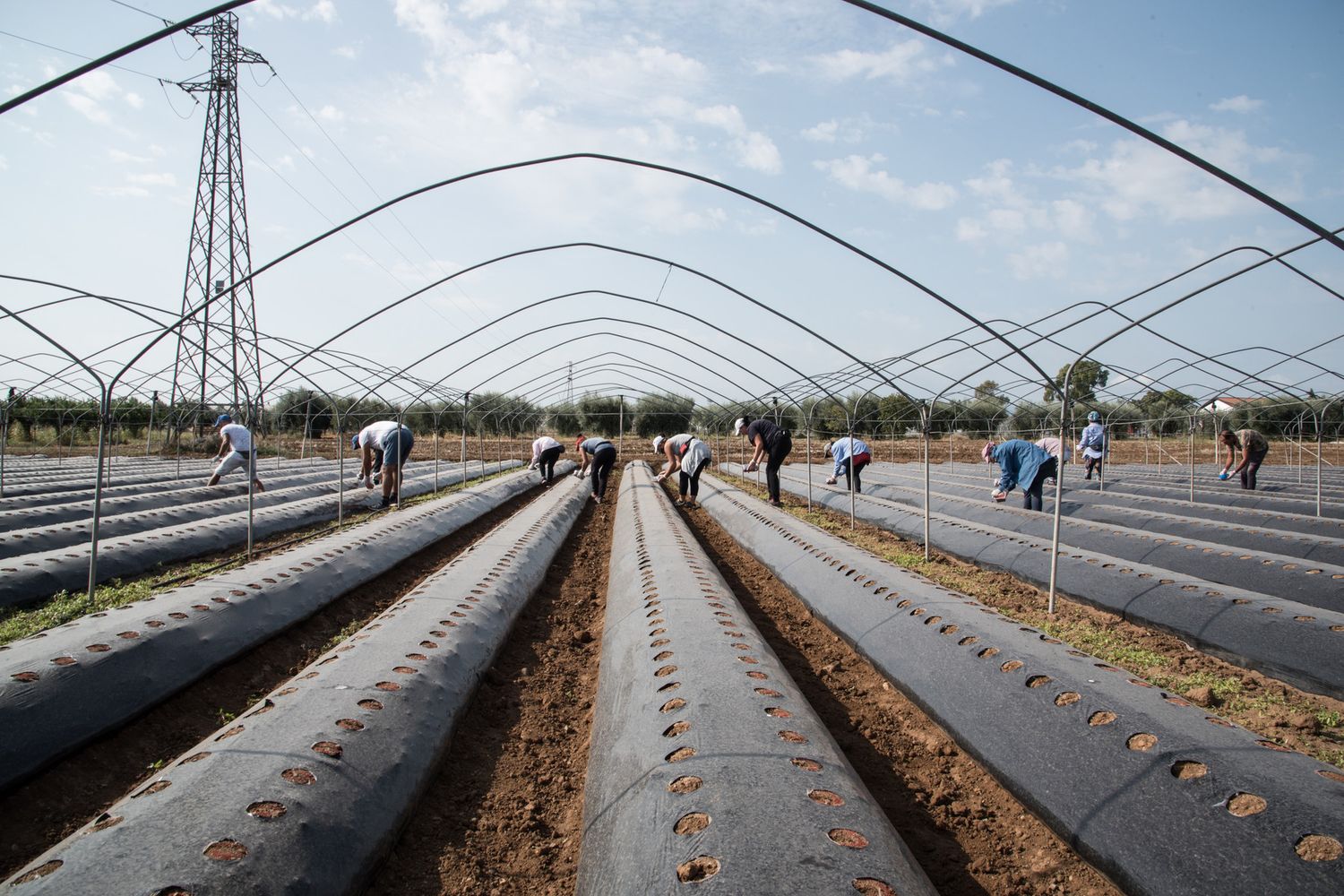 Campo per la raccolta delle fragole