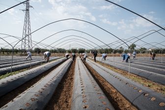 Campo per la raccolta delle fragole