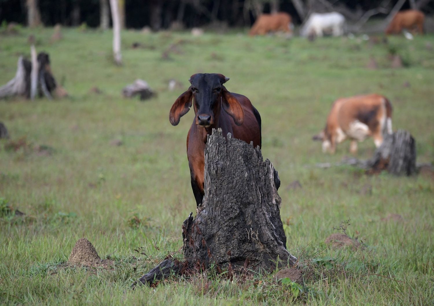 carne a base di funghi puo ridurre la deforestazione