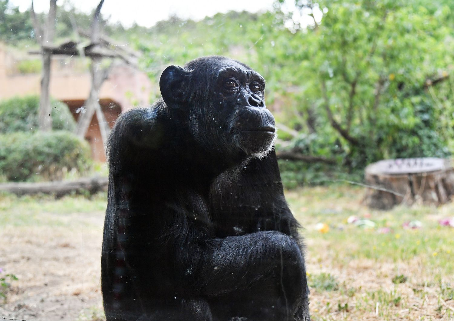 scimpanze usano vocalizzazioni produrre significati