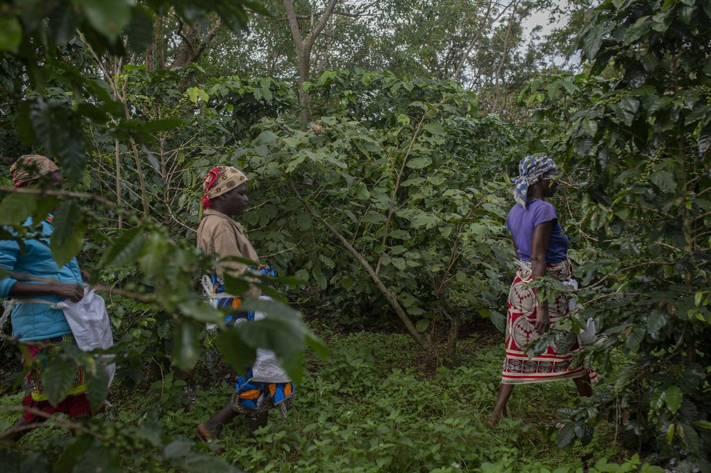 La foresta pluviale del monte Gorongosa in Mozambico