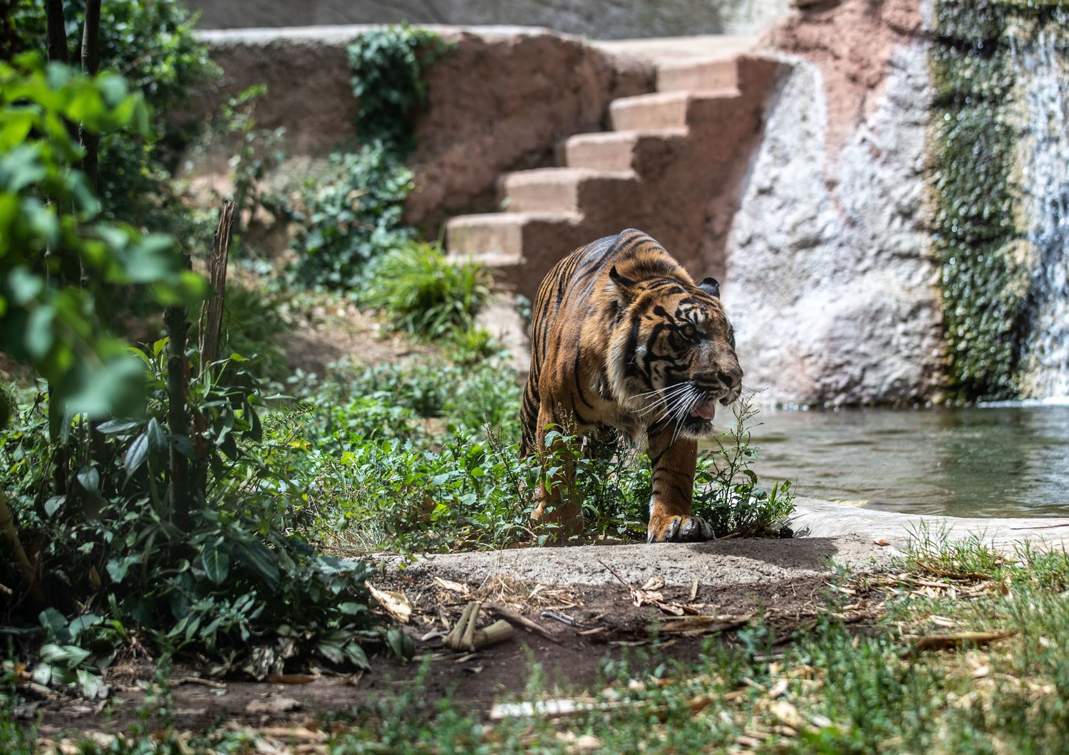 Una tigre del bioparco di Roma, giugno 2022