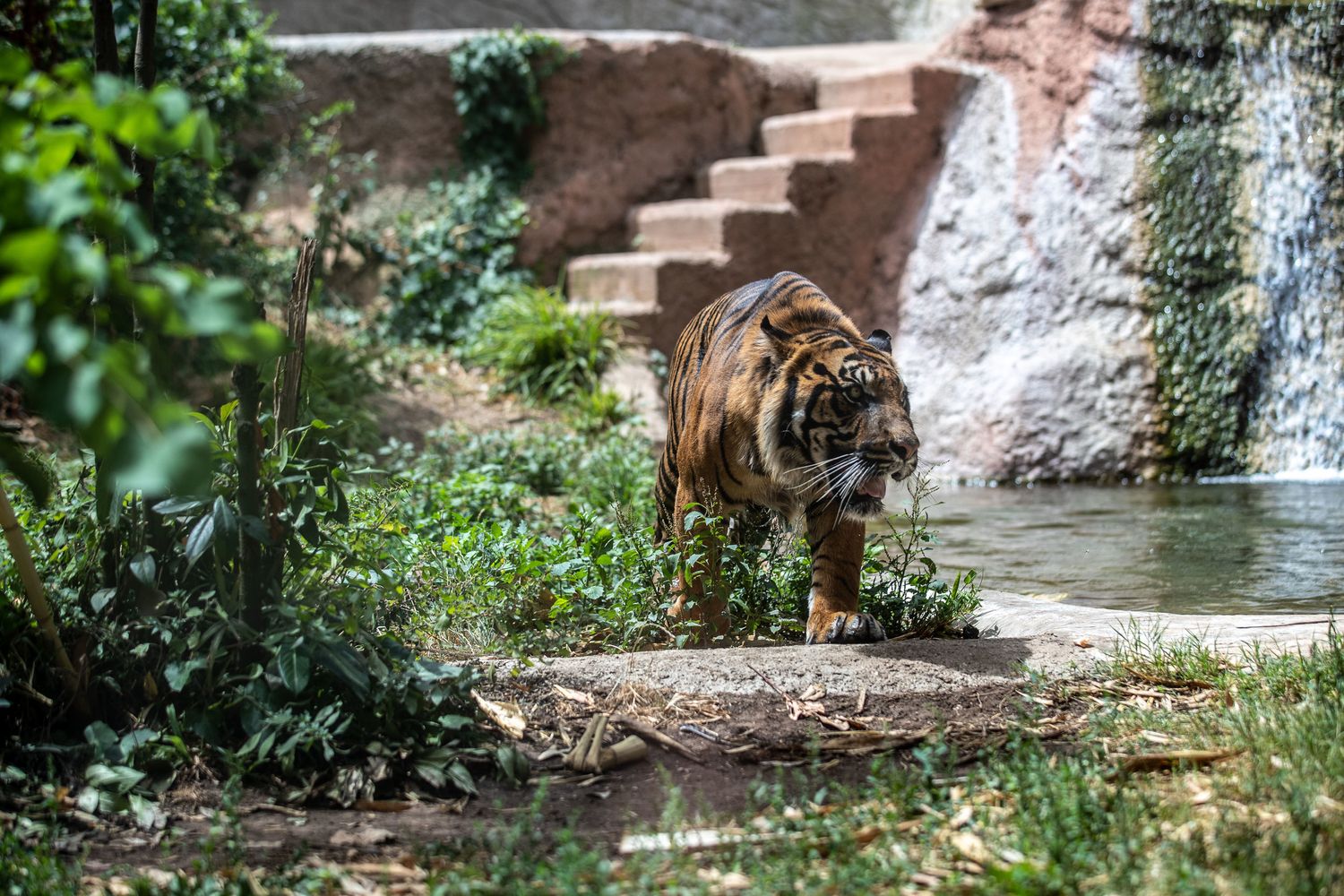 Una tigre del bioparco di Roma, giugno 2022