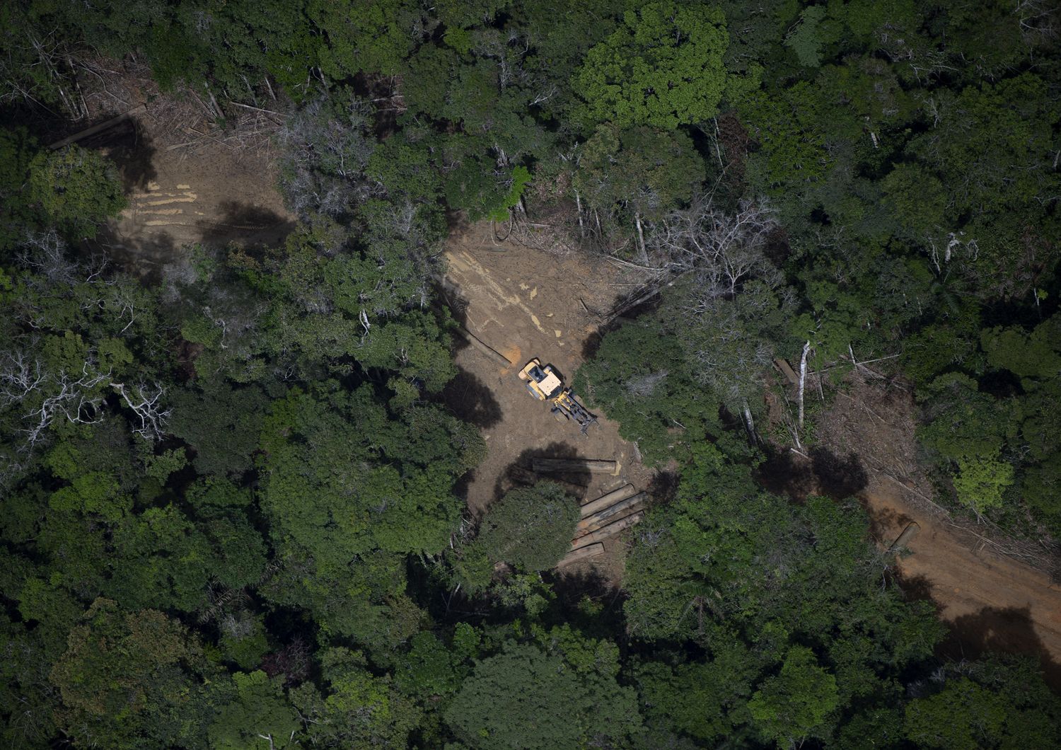 Amazzonia, deforestazione