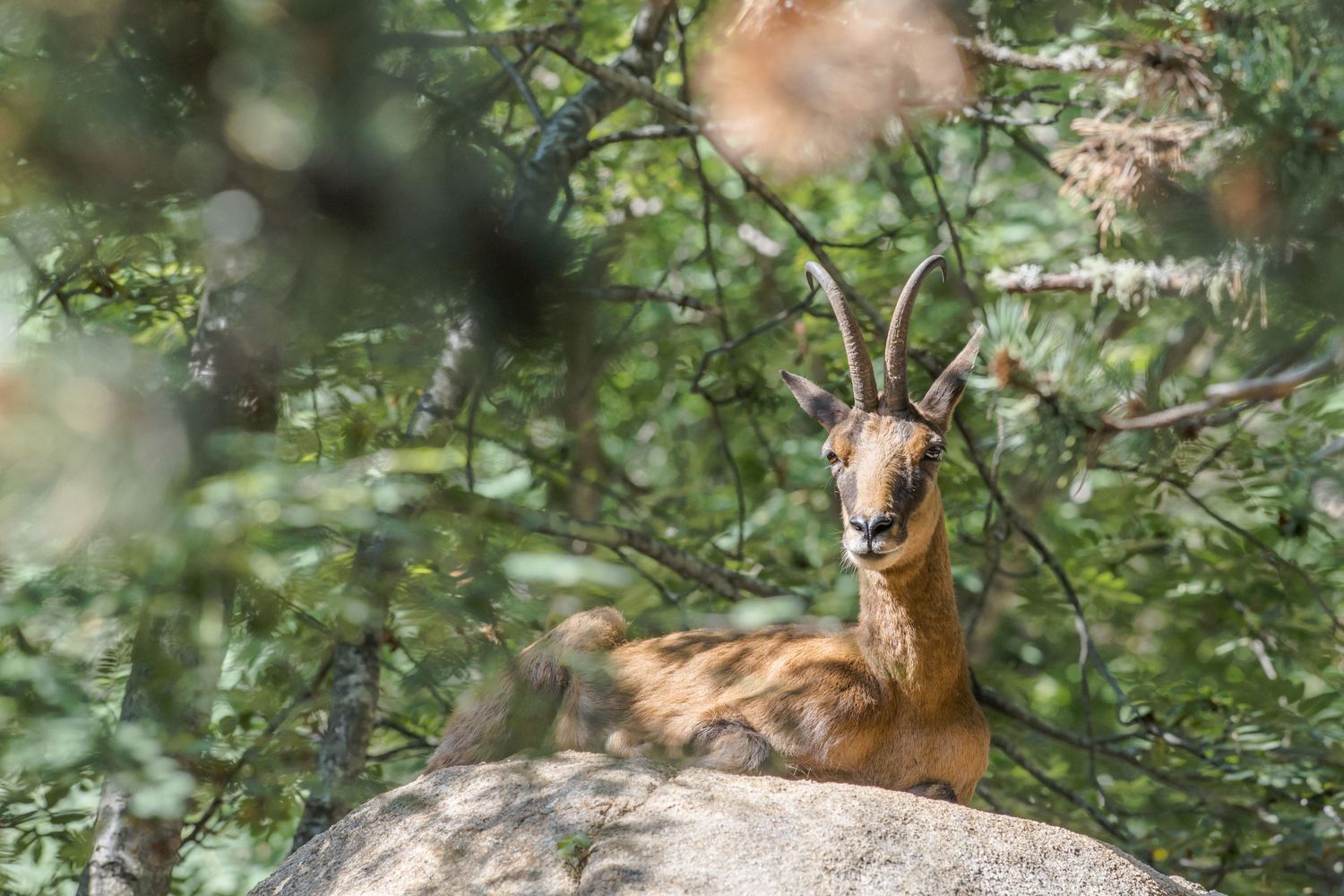 Camoscio dei Pirenei