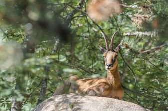 Camoscio dei Pirenei