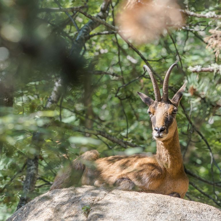 Camoscio dei Pirenei