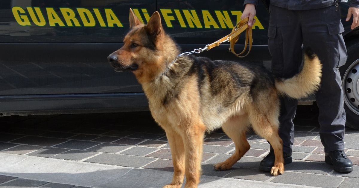 Biker trovato con 20 kg di droga e cioccolata ai funghetti