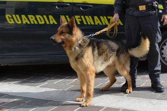 Guardia di Finanza, cani anti-droga&nbsp;