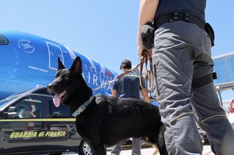 Guardia di Finanza, cani anti-droga