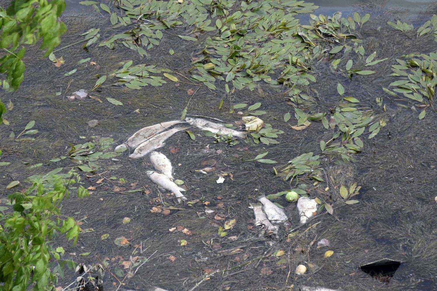 &nbsp;Moria di pesci nel Tevere