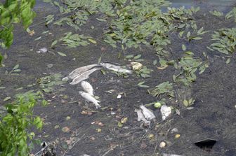 &nbsp;Moria di pesci nel Tevere