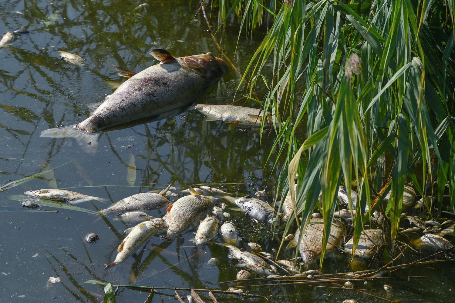 Strage pesci nel fiume Oder