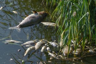 Strage pesci nel fiume Oder