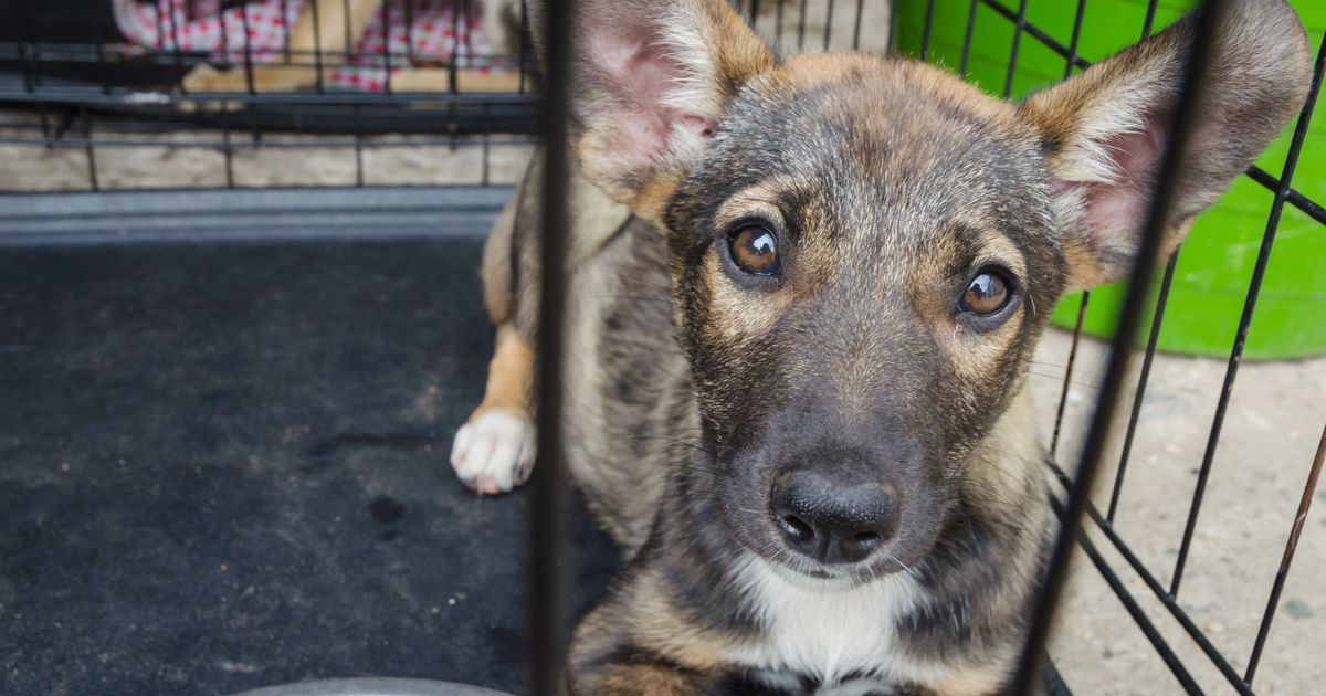 Il test per capire se il tuo cane soffre di demenza