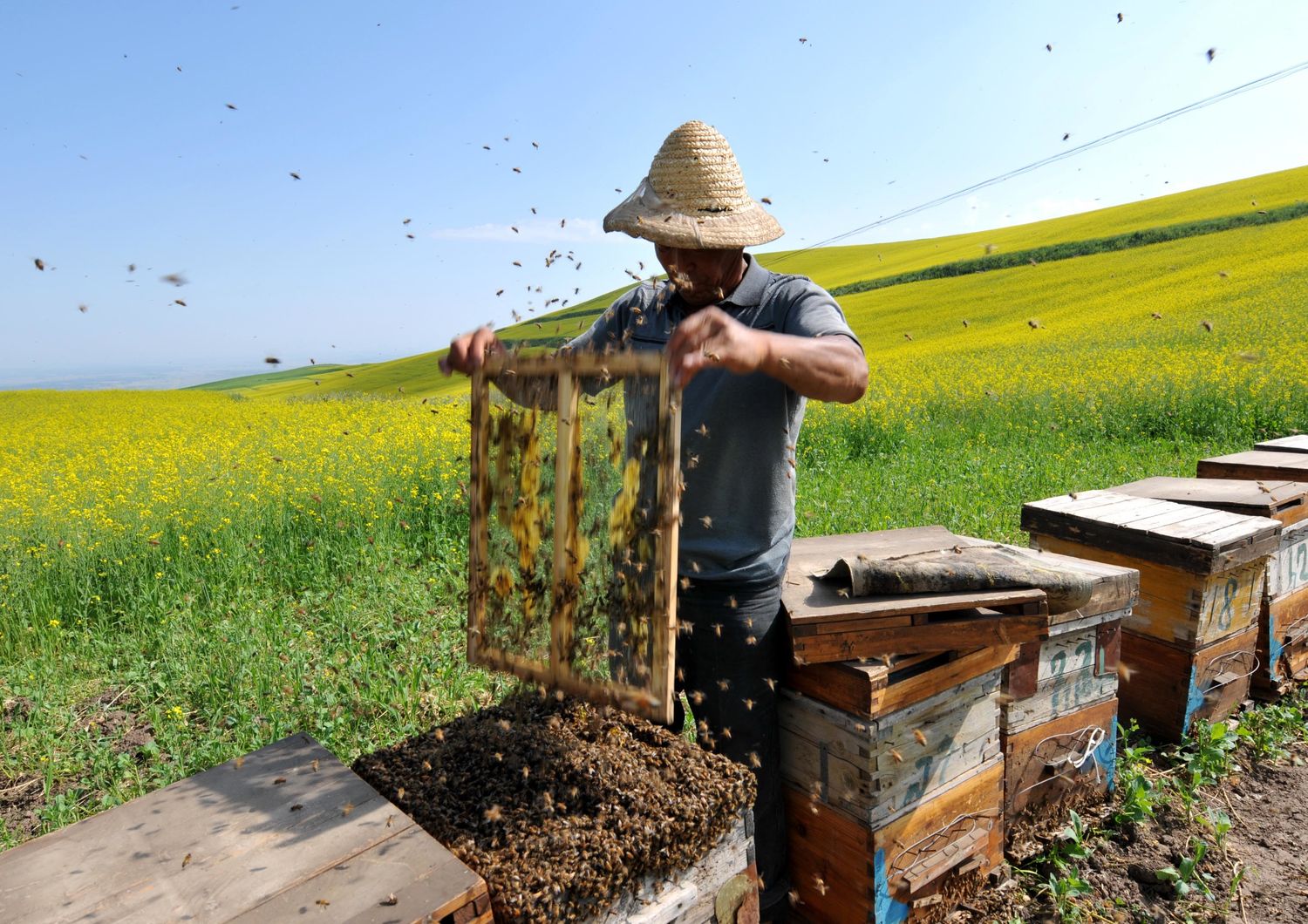 Produzione di miele, arnie e api