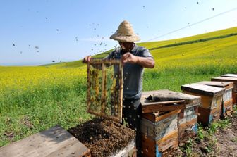 Produzione di miele, arnie e api