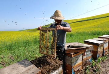 Sostegno per gli apicoltori, Coldiretti applaude: «Arrivata la risposta che  volevamo»