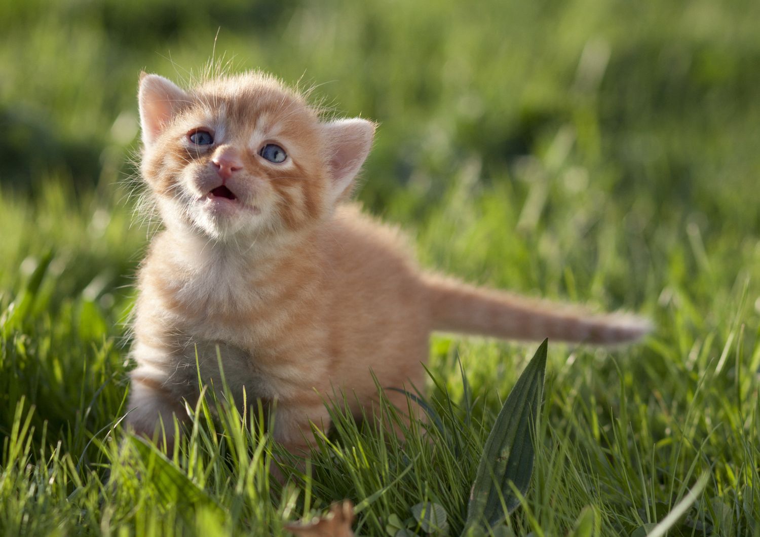 app dare voce animali domestici