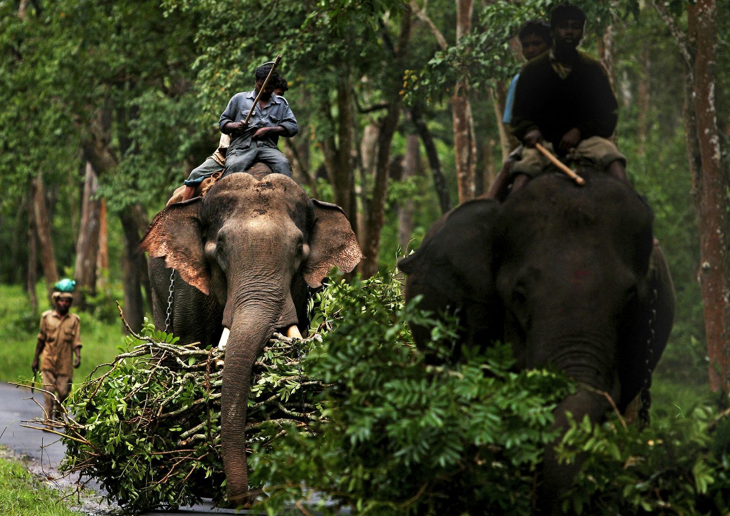 La foresta di&nbsp;Karnataka in India