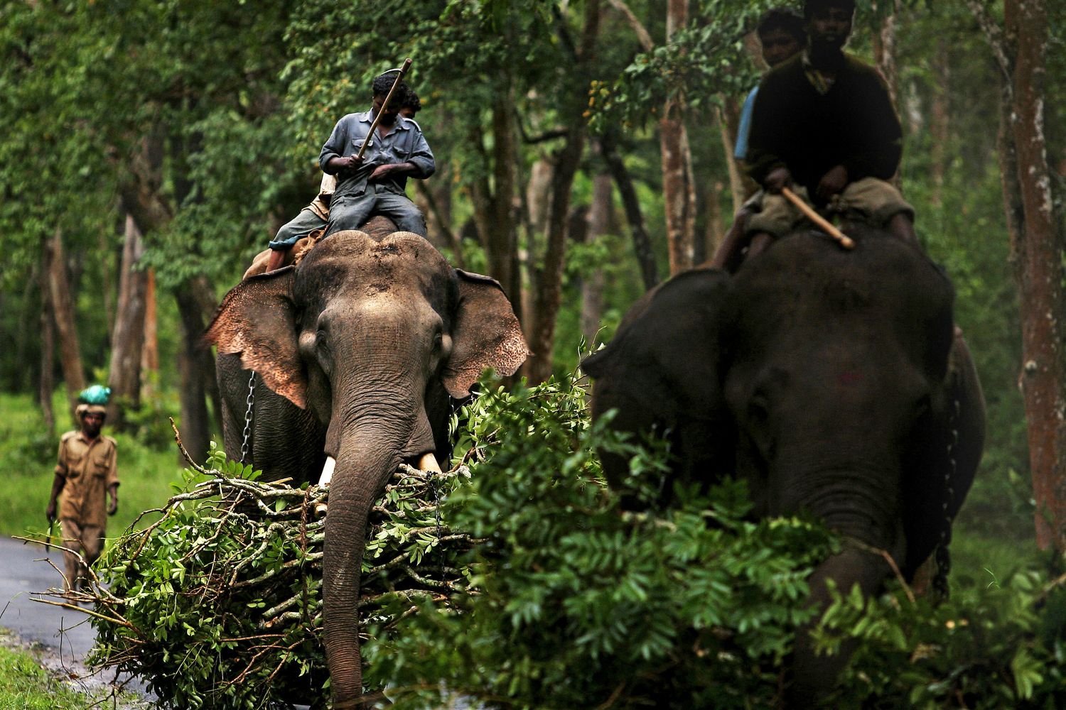 La foresta di&nbsp;Karnataka in India