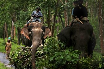 La foresta di&nbsp;Karnataka in India