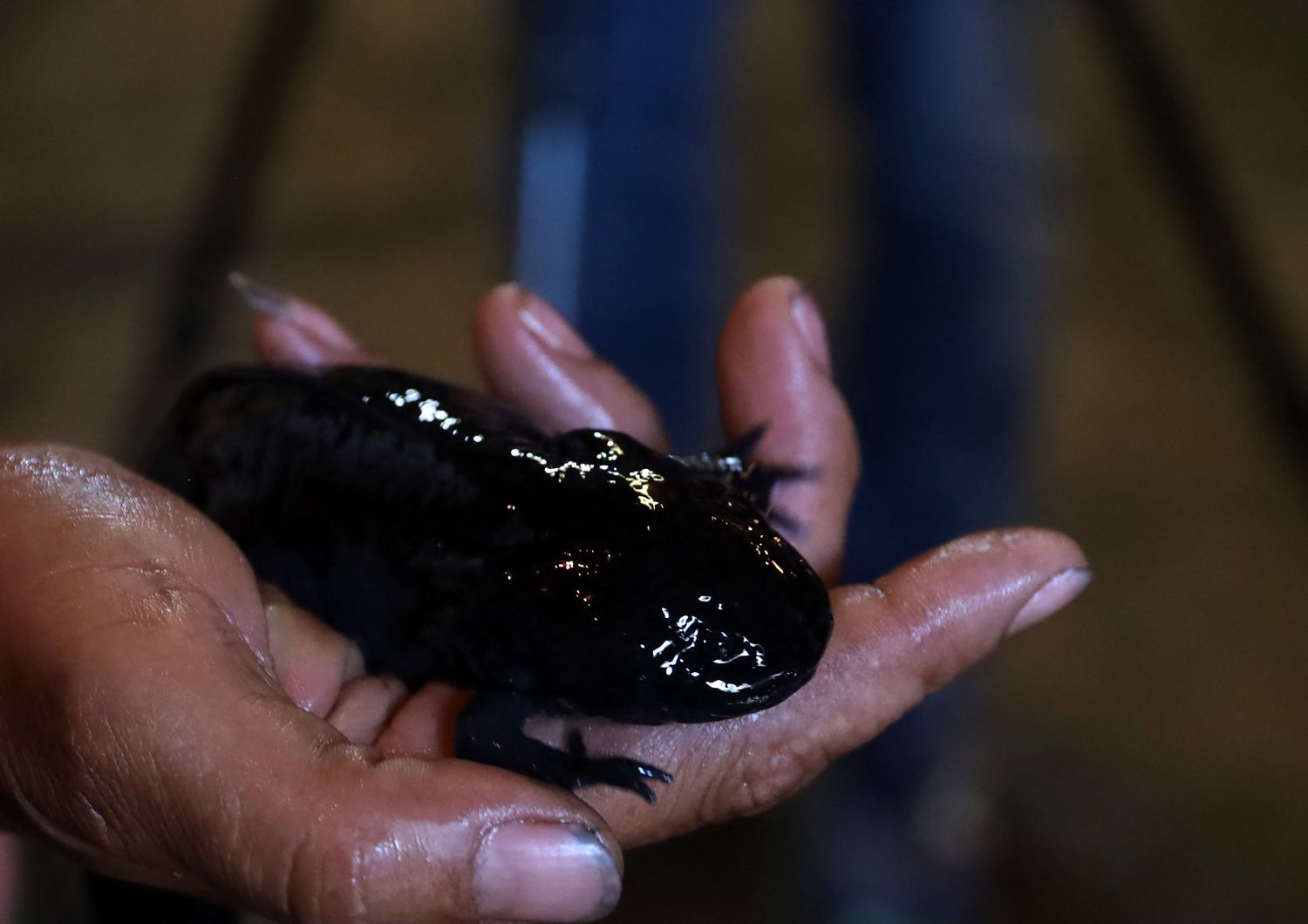 La salamandra axolotl che vive nel Messico&nbsp;