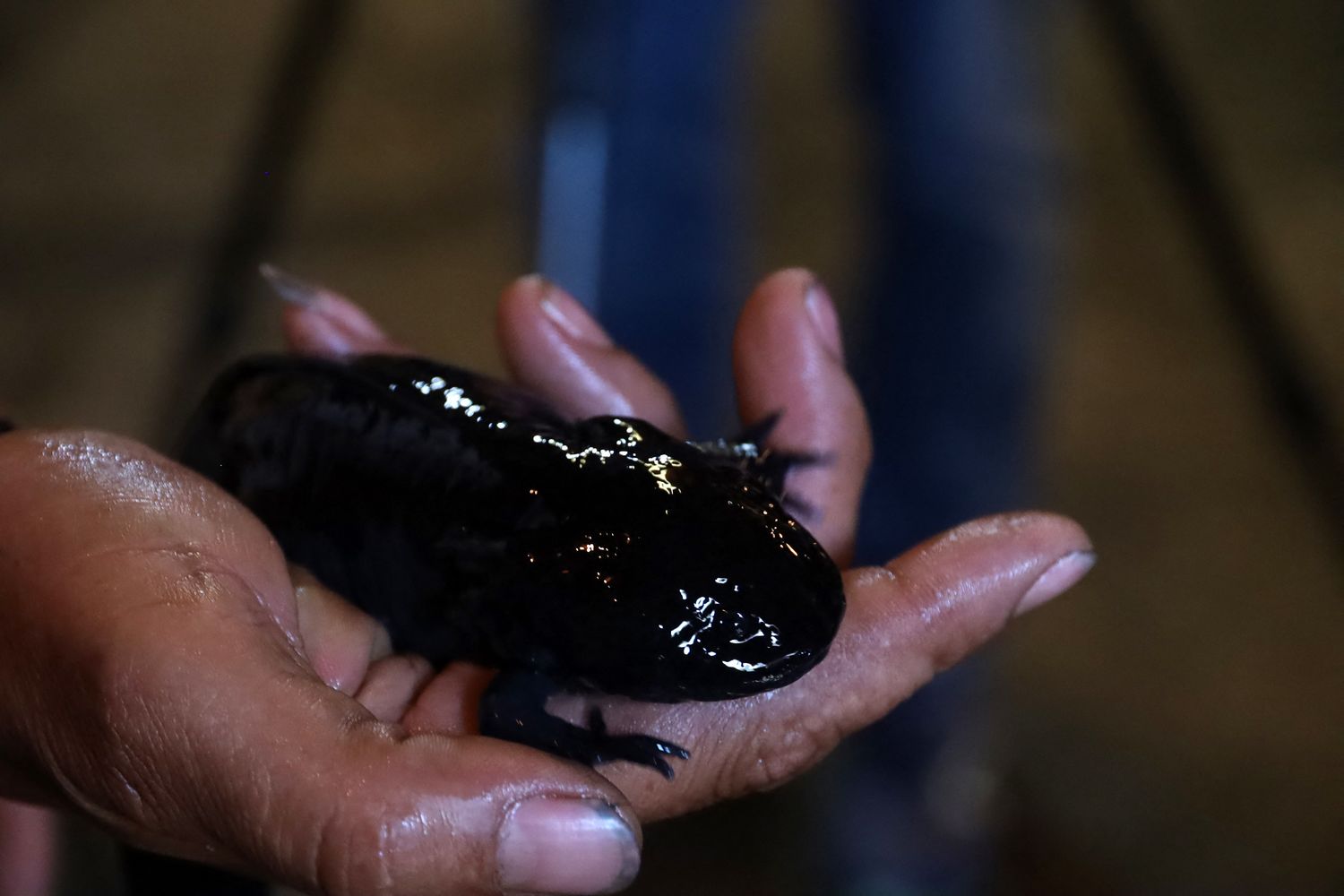 La salamandra axolotl che vive nel Messico&nbsp;