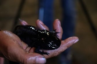 La salamandra axolotl che vive nel Messico&nbsp;