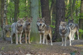 ritorno fauna selvatica Europa