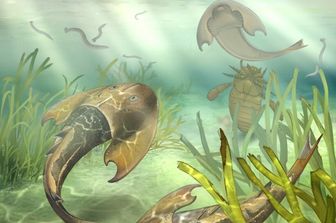 scienza giacimento pesci fossili cina evoluzione