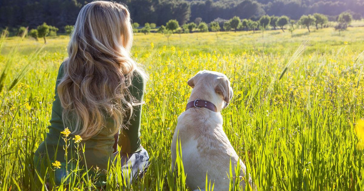 pet therapy