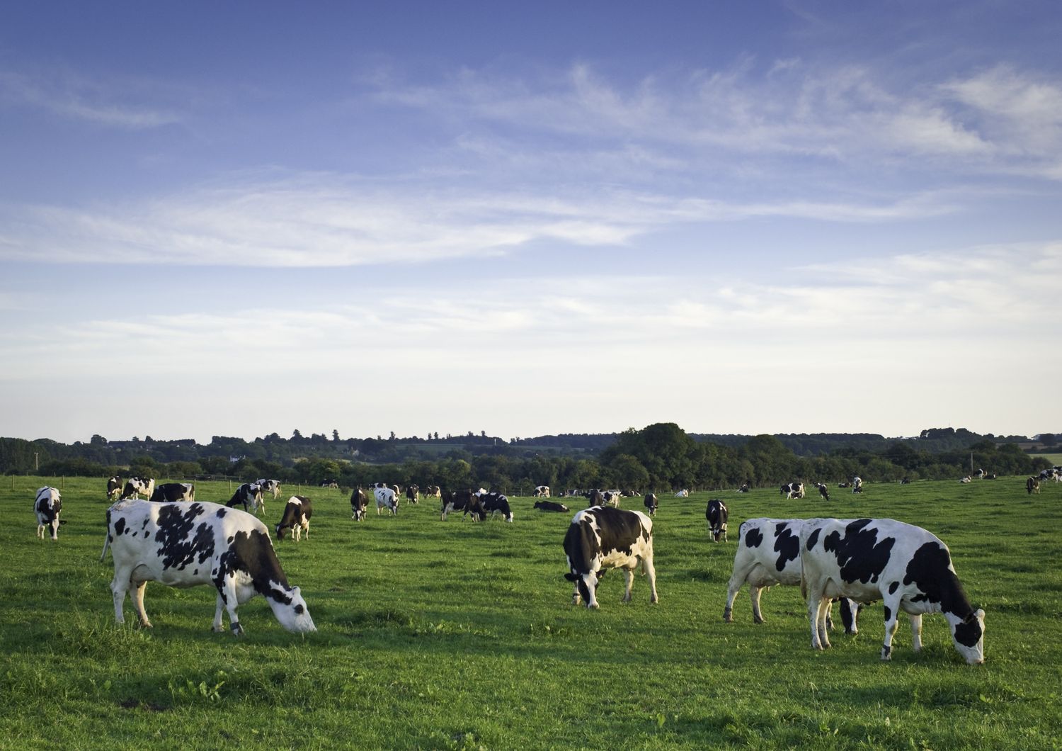 Un allevamento di bovini