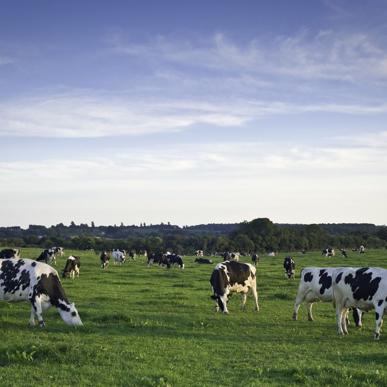 Un allevamento di bovini