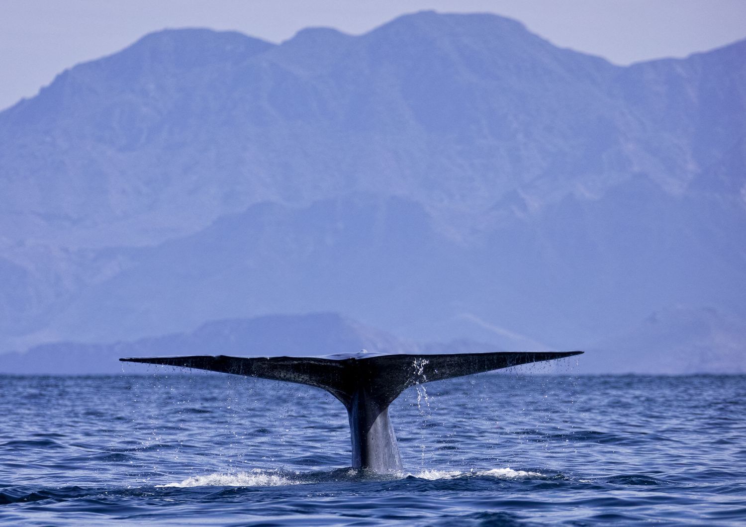 Balena nel Golfo del Messico