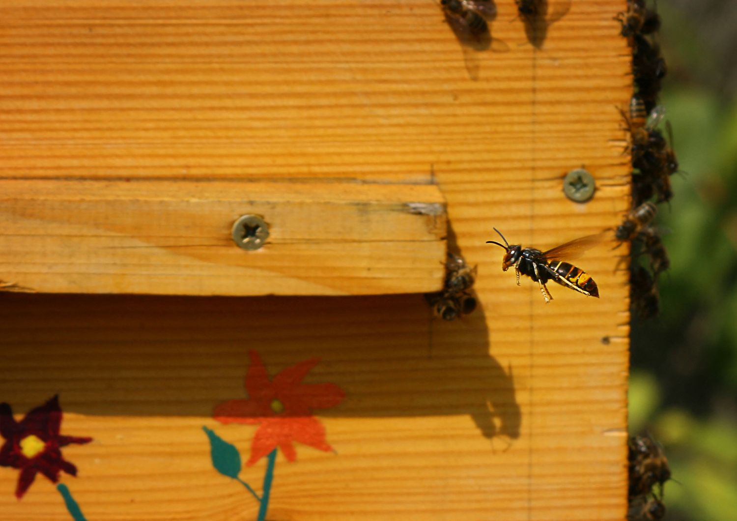 Un calabrone asiatico attacca le api davanti a un alveare&nbsp;